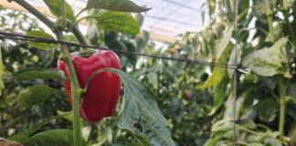 Innovazione, spaghi e clip in Mater-Bi contro il rifiuto plastico in agricoltura