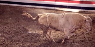 Paura al rodeo, il toro salta e se ne va – Video