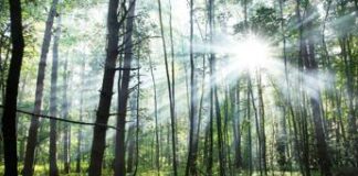 Ripristino della natura, Ue approva la legge: Italia vota contro, scoppia il ‘caso’ Austria