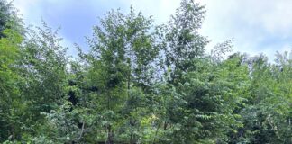 Viabilità provinciale post maltempo: riapre nel pomeriggio la SP65 del Tretto a Schio SP65 Tretto frana del 24.6.24