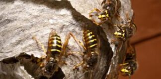 Salute, stagione più a rischio punture api, vespe & co, da prurito a shock anafilattico