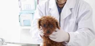 Spese veterinarie 2023, detrazione su modello 730: ecco il vademecum