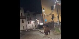 Trento, l’orso si aggira per Malè dopo la festa della scuola – Video