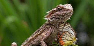 Usa, 15 casi salmonella in nove Stati: “Contagio da draghi barbuti”