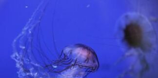 Vermocane, ricci, tracine e meduse, un corso su pericoli e rimedi