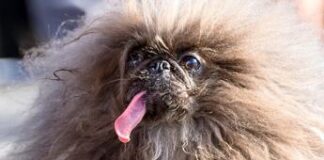 Wild Thang è il cane più brutto del mondo