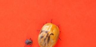 Zecche in aumento in boschi e parchi naturali, guida a escursioni sicure