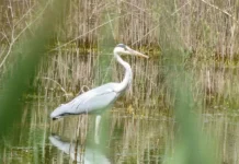 Oasi di Casale, 420 mila euro per la riqualificazione dell’area naturalistica. Concordati con il Wwf tutti gli interventi Oasi di casale, riqualificazione al via