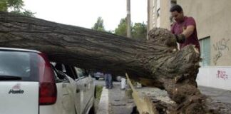 Alberi caduti a Roma, almeno due indagati tra dirigenti Comune