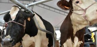 Aviaria, in Usa quarto caso umano da epidemia bovini