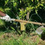 33 cittadini indiani ridotti in schiavitù nel veronese, in carcere i due “caporali” Caporalato lavoro nero