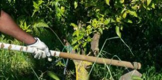 Caporalato, scoperti 33 lavoratori ridotti in schiavitù in provincia di Verona Caporalato, scoperti 33 lavoratori ridotti in schiavitù in provincia di Verona