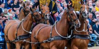 Cavallo di re Carlo morde turista in posa per foto – Video