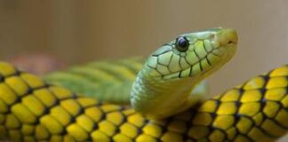 Cina, trovato con 100 serpenti vivi nel pantaloni: arrestato