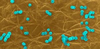 Da ‘influenza intestinale’ strascichi fino a 5 anni, lo studio