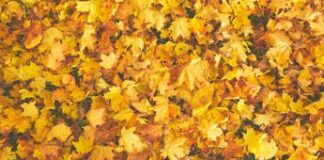 Dalle foglie cadute alla carta sostenibile, la ricetta di Releaf Paper
