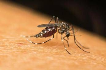 Dengue, Chikungunya, West Nile: le differenze tra infezioni ‘da zanzara’