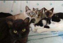 Sabato 6 luglio “Dona la spesa” con Coop Alleanza 3.0, a favore di realtà che si occupano di animali abbandonati dona la spesa il 6 luglio