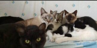 Sabato 6 luglio “Dona la spesa” con Coop Alleanza 3.0, a favore di realtà che si occupano di animali abbandonati dona la spesa il 6 luglio