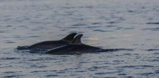 Giornata del Mediterraneo, un mare di biodiversità da proteggere