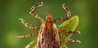 Insetti più aggressivi con il caldo, come difendersi da morsi e punture