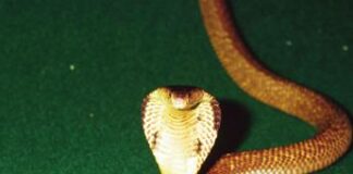 Morso del cobra, scoperto nuovo antidoto: è la ‘vecchia’ eparina