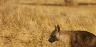 Nigeria, iena in fuga semina il panico
