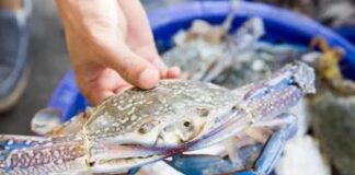 Pesca: tra granchio blu e vermocane pescatori ‘al palo’, attività ridotta con picchi dal 70 al 100%