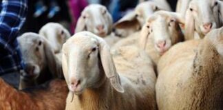 Sardegna: agricoltura e allevamento, punti di forza e criticità