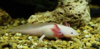 Scoperta proteina dell’invecchiamento, spegnerla potrà allungare la vita