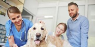Università, a Roma Tor Vergata il nuovo corso di laurea in Medicina veterinaria