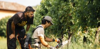 Vino, a scuola di dendrochirurgia in vigna per combattere il mal dell’esca con Simonit&Sirch