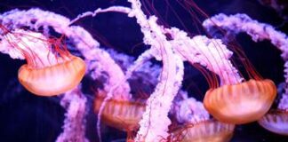 Vipere, vermocani, mirtilli fake, i rischi che ‘avvelenano’ le vacanze