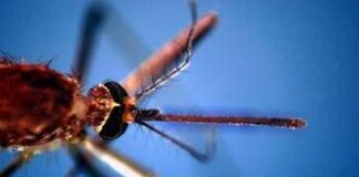 West Nile, donna di 82 anni morta a Fondi: era stata ricoverata per febbre e stato confusionale
