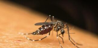 Zanzara tigre agguerritissima, punge anche attraverso i vestiti e in pieno sole