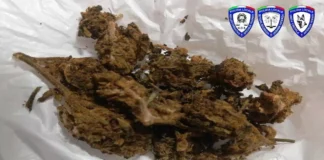 Droga a Vicenza, la Polizia locale segnala alla Prefettura 8 assuntori: due di essi minorenni droga a vicenza