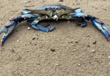 Granchio blu in Veneto: consegnato ai pescatori di Scardovari il primo lotto di seme di vongola granchio Blu Veneto