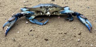 Granchio blu in Veneto: consegnato ai pescatori di Scardovari il primo lotto di seme di vongola granchio Blu Veneto