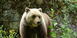 Trento, turista straniero aggredito da un orso a Dro: è ricoverato in ospedale trento turista aggredito orso