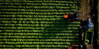 Tabacco, al via la stagione del raccolto con la premiazione delle eccellenze locali. anche nel Vicentino tabacco philip morris