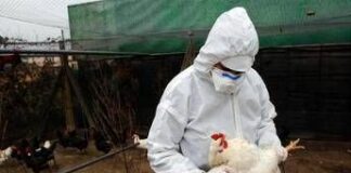 Aviaria, allarme mutazioni: “Aumentano rischio diffusione nell’uomo”