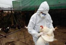 Aviaria la prossima pandemia? L’allarme degli esperti: “Diffusione senza precedenti”