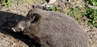 Bambino morso da cinghiale in spiaggia alla Maddalena