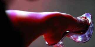 Bergamo sex, torna il festival hard con privé e molto altro: ci sarà anche Rocco Siffredi