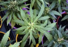 L’Unione Europea riconosce la canapa legale. Guarda (Verdi-AVS): “Ora l’Italia faccia marcia indietro sul decreto sicurezza” europa canapa light Guarda sta con i produttori canapa sativa