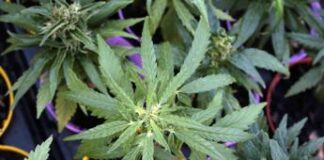 L’Unione Europea riconosce la canapa legale. Guarda (Verdi-AVS): “Ora l’Italia faccia marcia indietro sul decreto sicurezza” europa canapa light Guarda sta con i produttori canapa sativa