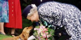 Dai Corgi di Elisabetta al Teckel di Margrethe, cani passione reale