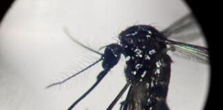 Dengue, salgono a 412 i casi in Italia nel 2024: 2 autoctoni