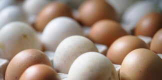 Epidemia di salmonella nel Regno Unito, 1 morto e oltre 200 casi: “Colpa delle uova importate”