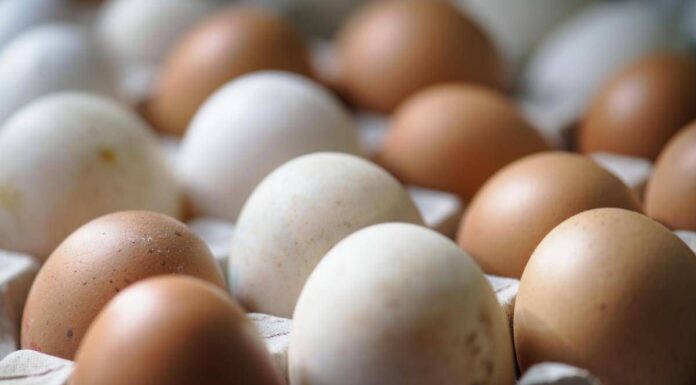 Epidemia di salmonella nel Regno Unito, 1 morto e oltre 200 casi: “Colpa delle uova importate”